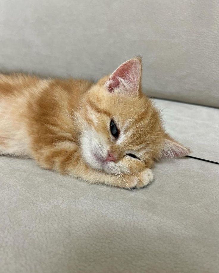 cutestscats's tweet photo. https://t.co/XjGL4KcIih