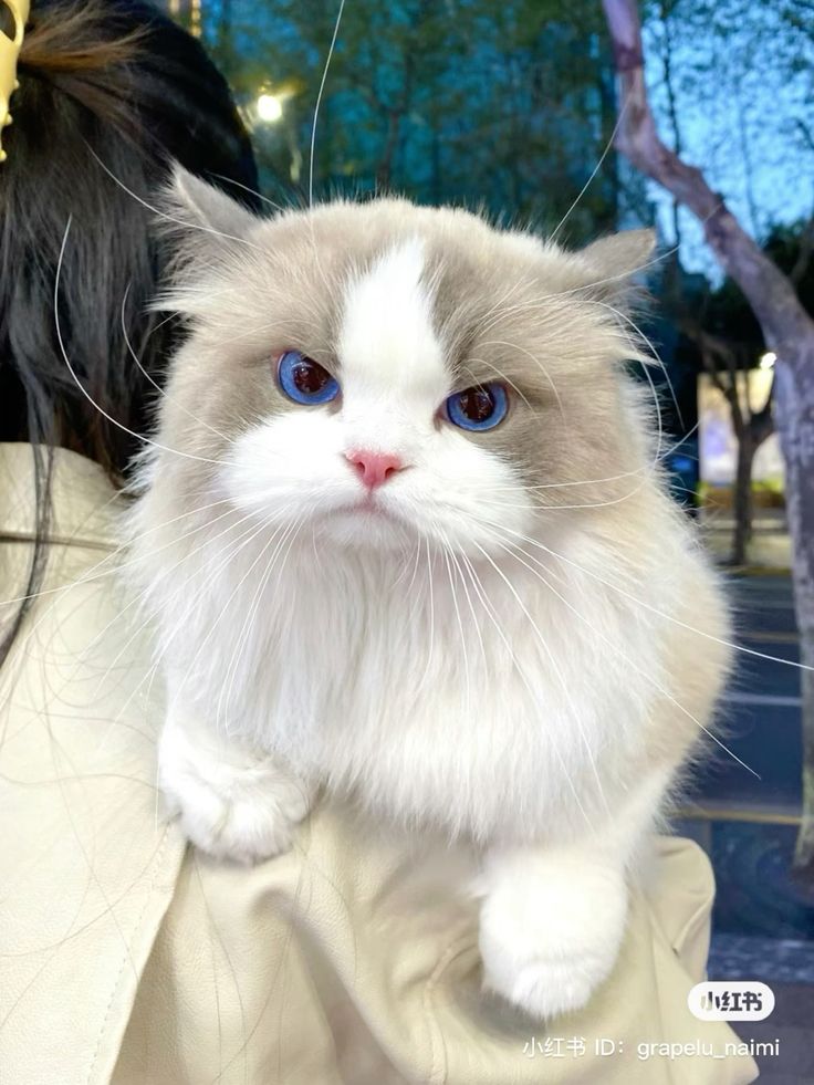 cutest cats (@cutestscats) on Twitter photo 