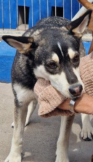 Lola  fue "entregada" por su dueño
Son abandonos encubiertos
Hoy mismo hemos recibido 2 llamadas 
"Tengo un perro, vamos a tener un niño, no queremos al perro"
"Tengo un perro, no tengo tiempo para pasearlo" 
Qué mundo es este donde los perros son objetos de usar y tirar?