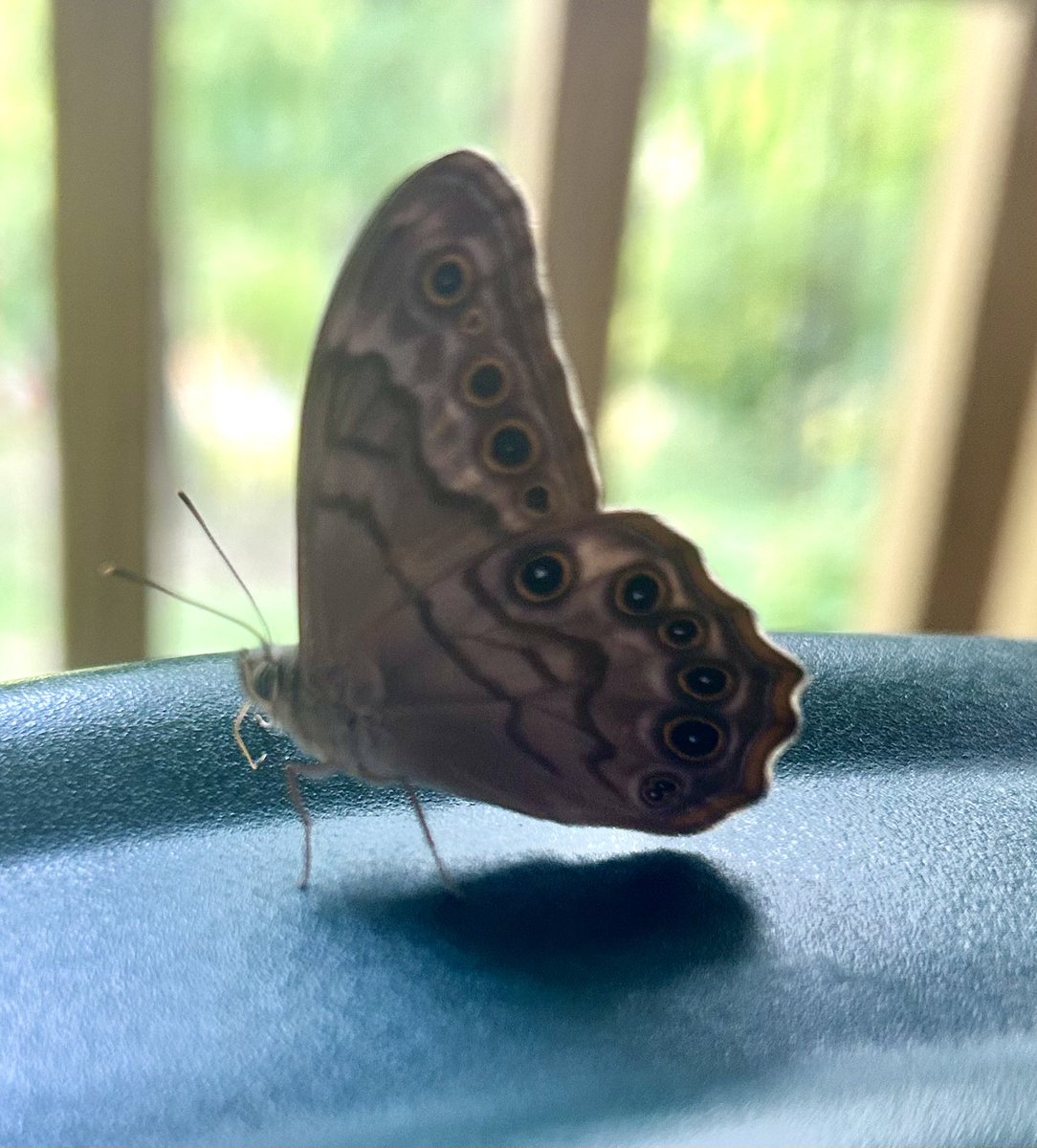 This beautiful moth came to sit with me the day after we buried my brother. He stayed for a lengthy time, consoling me, giving me a peace from nature. Its very existence gave me hope.