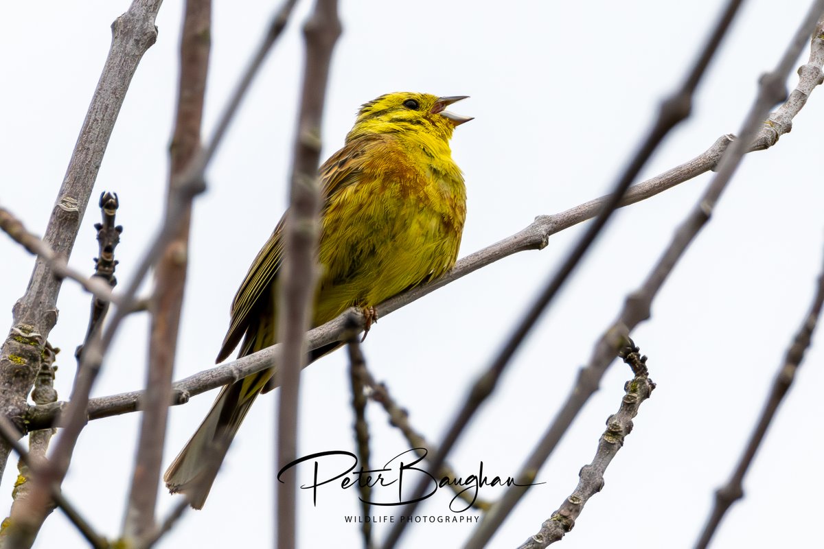 Peter Baughan tweet media