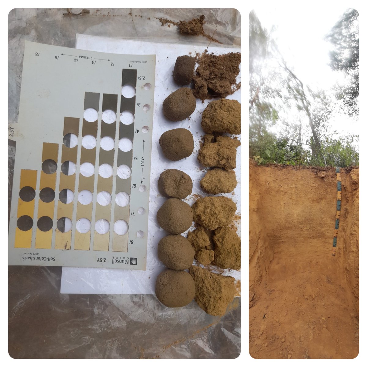 Oxisol - Beautiful yellow soil in Chapada Diamantina, Bahia (Brazil).
Palaeoenvironmental  studies  in progress!!!marcio