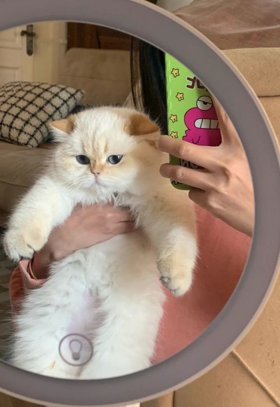 cutest cats tweet media
