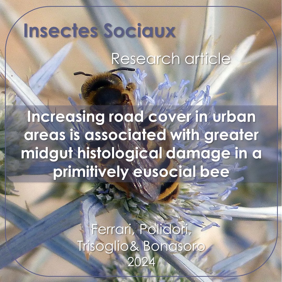 InsSociaux's tweet photo. New research article! 📰

@andreaferrari54 et al. sampled wild bees and found that greater road cover is linked to increased midgut histological damage. 
https://t.co/kAmqxmpCLk

#insectessociaux #socialinsects #histology #midgutepithelium #wildbees #urbanisation #halictus https://t.co/gBdRawIfwA