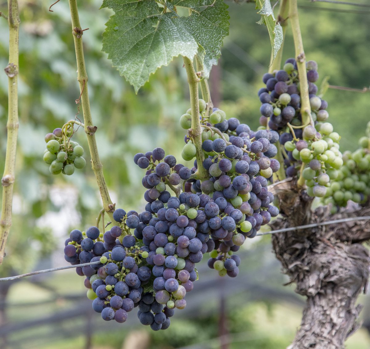 Check out our Merlot grapes now🤩 Once firm and green, now beautifully luscious in their deep purple hue as they ripen during veraison. A true testament to nature's artistry and our amazing vineyard team⭐️

 #montalucewinery #dahlonega #winehike #montalucevineyard
