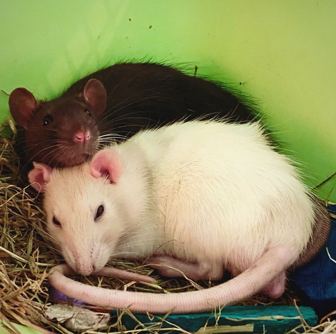 good_rats's tweet photo. Blofeld and Hannibal are snuggled up and ready for bedtime after sharing a tasty snack. 
(IG:the_everest_pets) https://t.co/KO1ze9bp6J