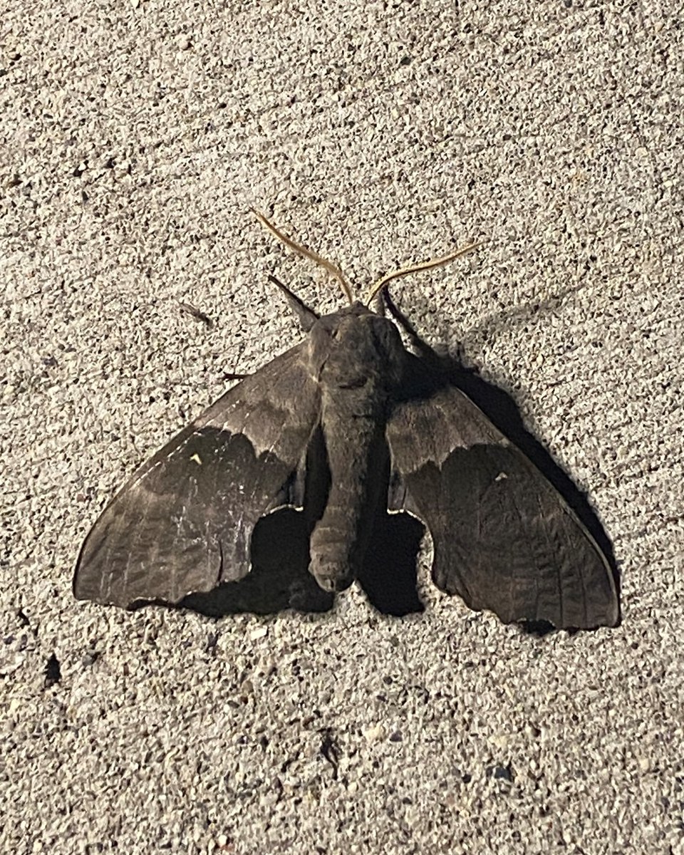 Have you ever seen a moth this modest? 🧐

The modest sphinx is full of colour! They have bright red spots hiding on their wings! 

Moths play an integral role in our ecosystems 🌳, and they can be beautiful. All you have to do is take a closer look 🔎! 

#DiscoverOP #MothWeek