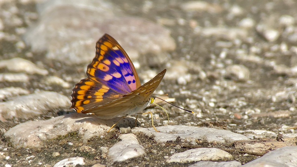 Stivi Musievski tweet media