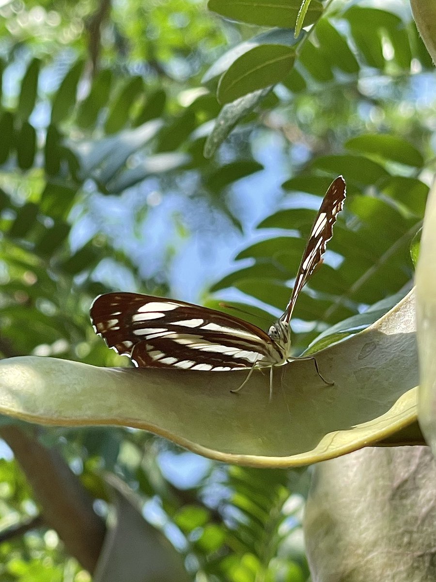 Stivi Musievski tweet media