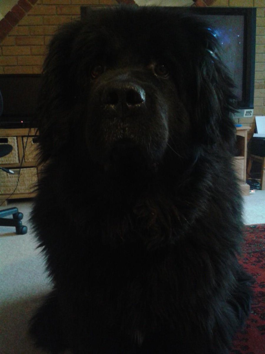 Soluxius's tweet photo. @peachesvtuber Ellie the Black Bear (also known as a Newfoundland) https://t.co/QyDCuZGREf