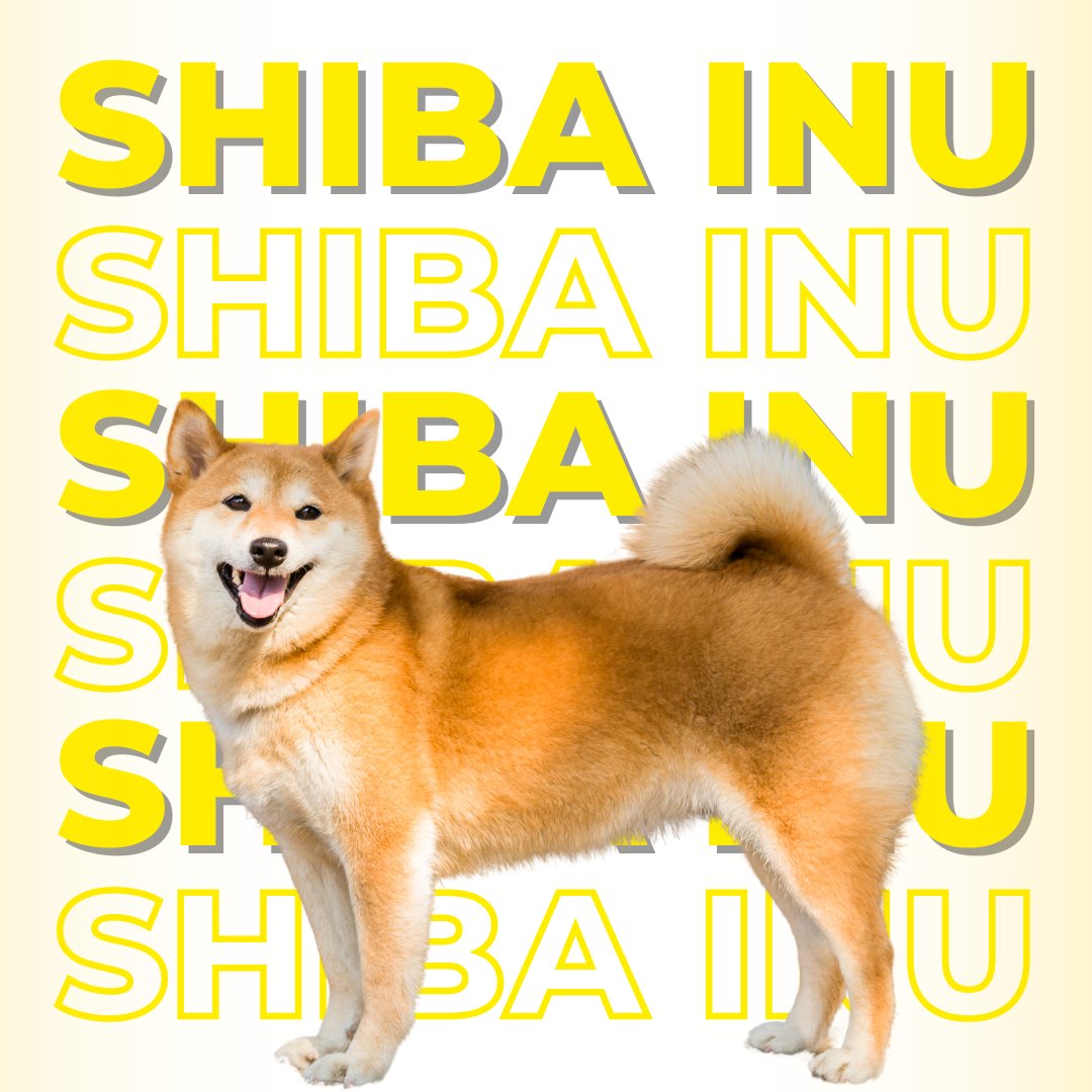 LifeWithMyDogs9's tweet photo. Meet the Shiba Inu, known for their spirited personality and fox-like appearance! ๐ฆ๐พDiscover more dog information, visit https://t.co/qQXRV3we4n #ShibaInu #DogPersonality #FoxLike https://t.co/pKBsSkJJf2