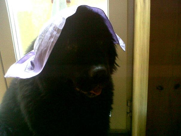 Soluxius's tweet photo. @peachesvtuber Ellie the Black Bear (also known as a Newfoundland) https://t.co/QyDCuZGREf