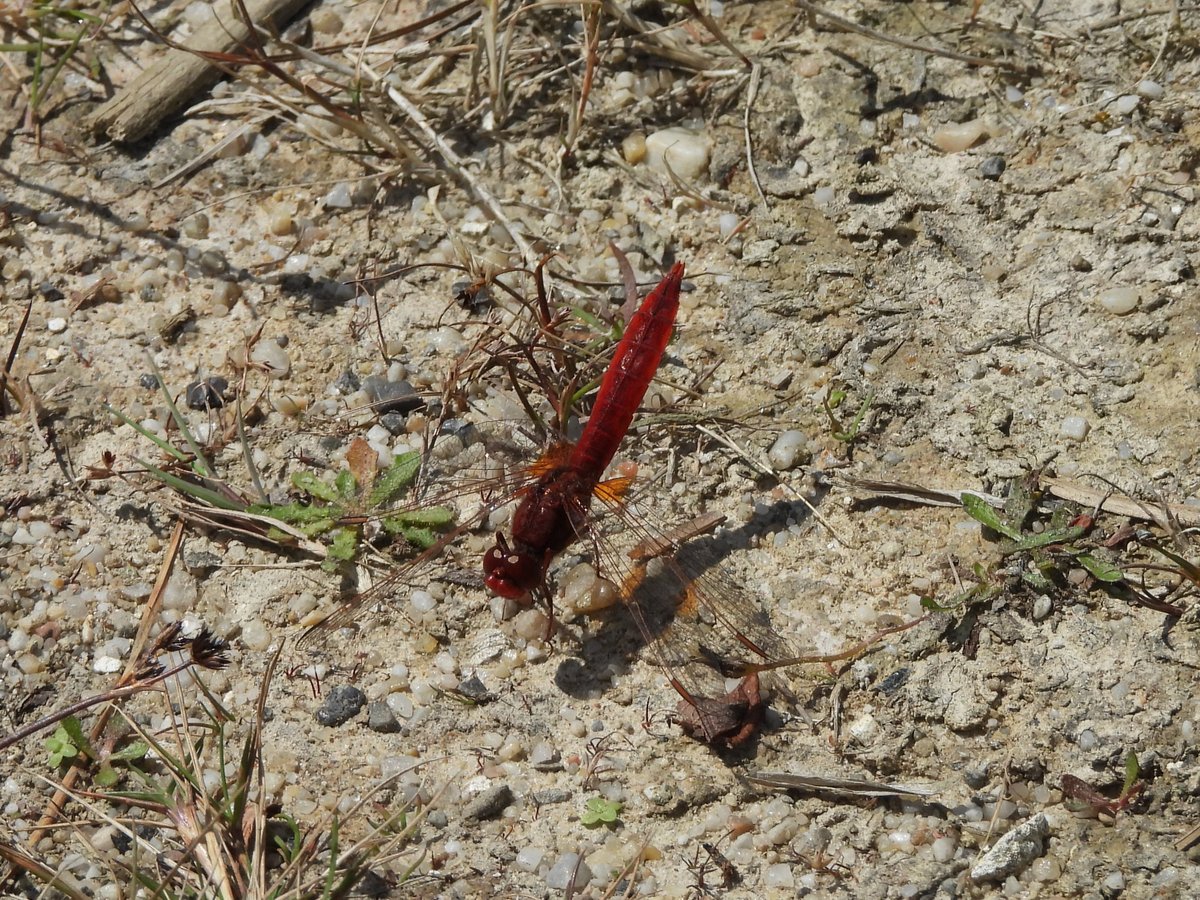 nul_points's tweet photo. Made the short trip from Wareham to Silverlake today to see the stunning Scarlet Darters found a couple of days ago. At least 2 seen together, but perhaps 3-4 present. Possibly the smartest, certainly the rarest, dragon I've yet seen in the UK. @BDSdragonflies @DorsetWildlife https://t.co/mmmzxtylPc