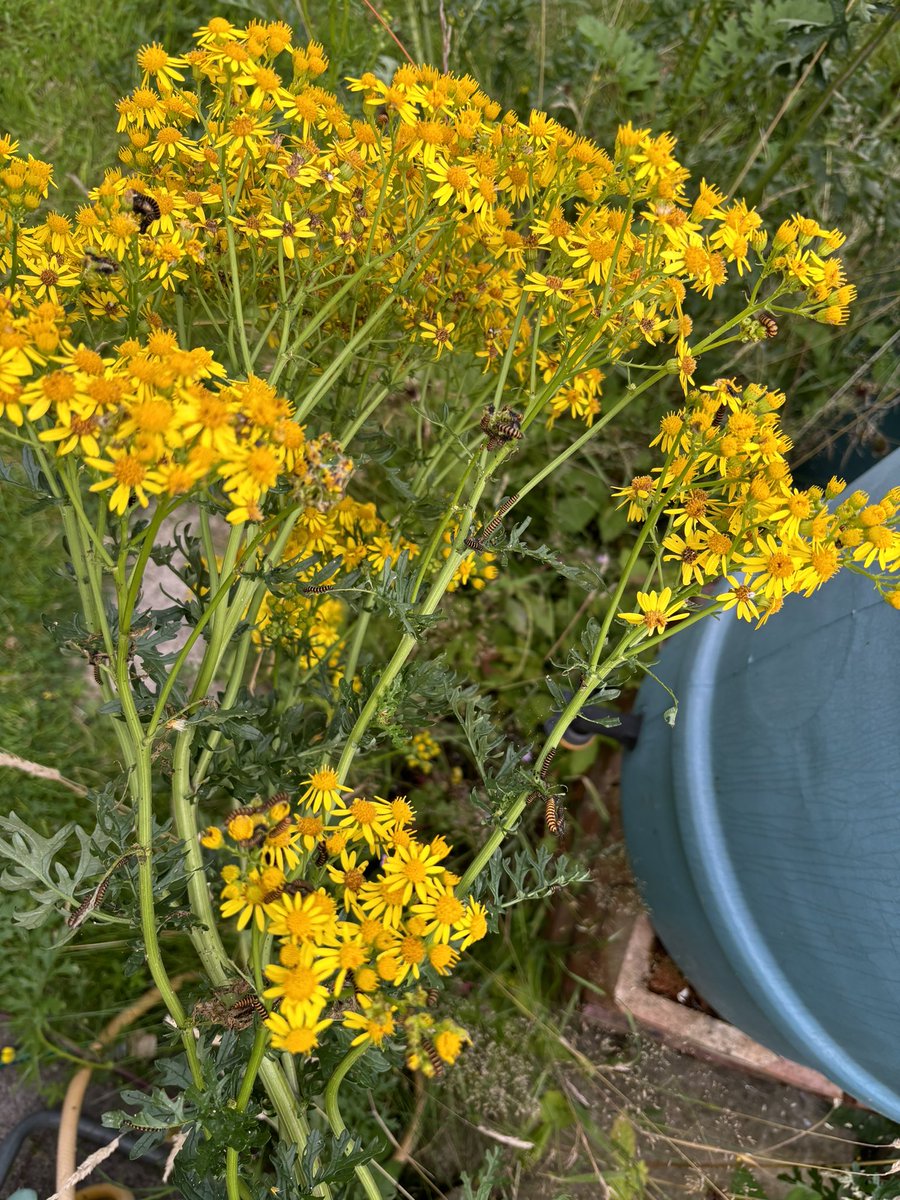It’s a bumper year for cinnabar moth caterpillars in the garden. I just hope we have enough ragwort to keep them all happy… 🤞🤞#WildCardiffHour
