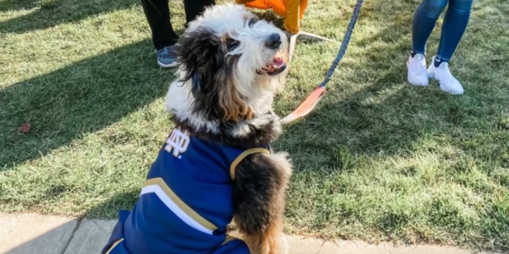 What's even better than Morris Inn being dog friendly... welcoming dogs decked out in Notre Dame gear!