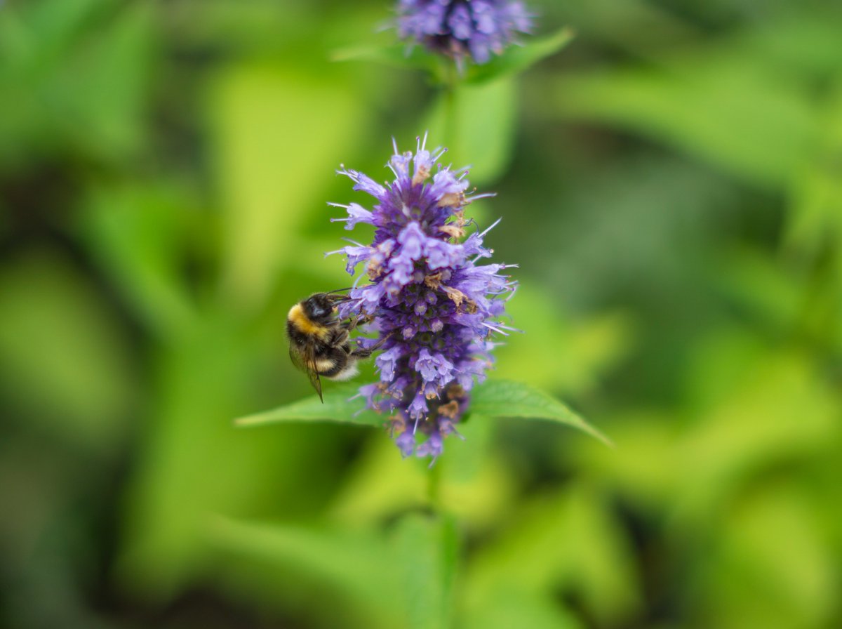 DorteHedengran's tweet photo. Flowers, plants and insects this afternoon in Tivoli Copenhagen🐝

#Denmark #SonyAlpha #NaturePhotography #photooftheday #July23th #TuesdayVibes #TuesdayMood #Tuesday #insects #green 

📸Dorte Hedengran https://t.co/r33LpQg5Er