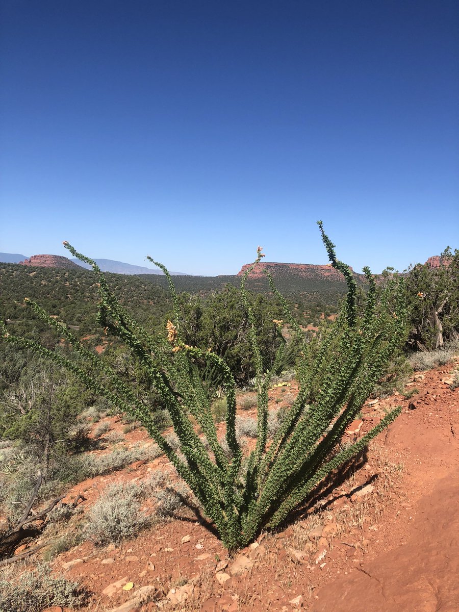 Howie01353073's tweet image. On the red rock
#plants #NatureBeauty #redrock #sedona #Arizona