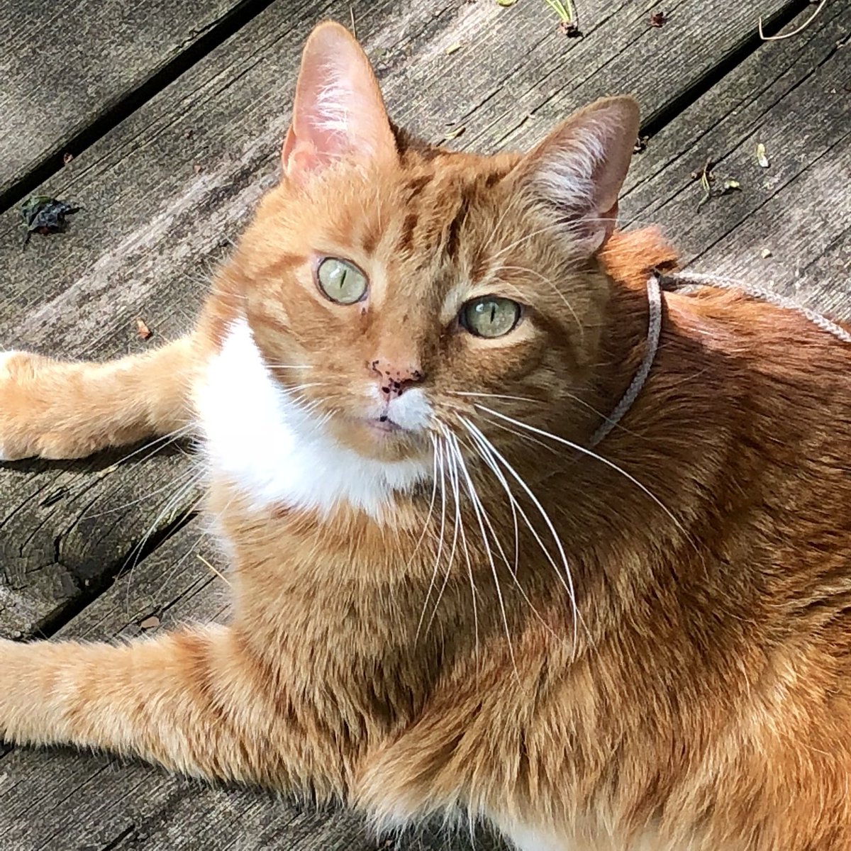 Today I said goodbye to my beautiful boy Teddy-he was the love of my life and the best cat ever. He left being held in my arms knowing he was very loved. Thank you all for loving him too and being good friends. Run free my sweet boy and choosing me to share your life with here 💔