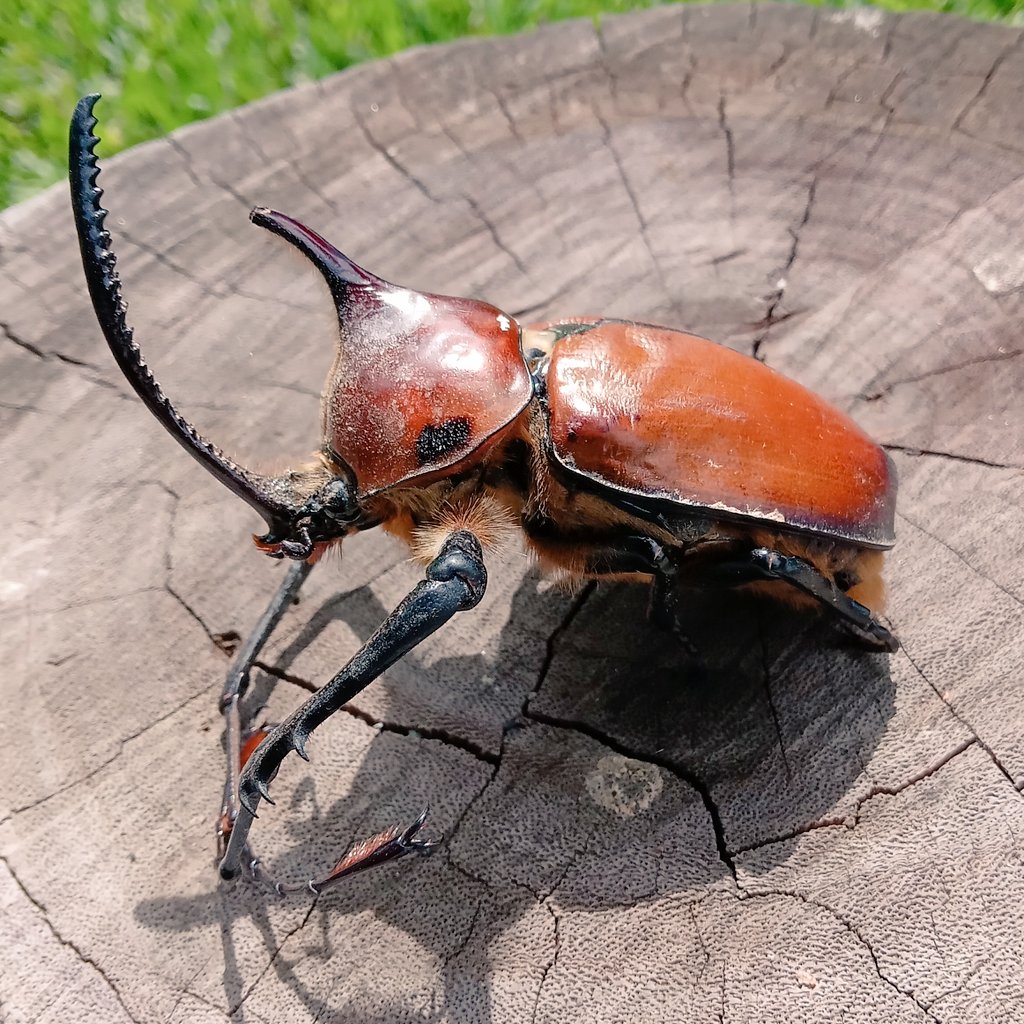 mitar_n's tweet image. 