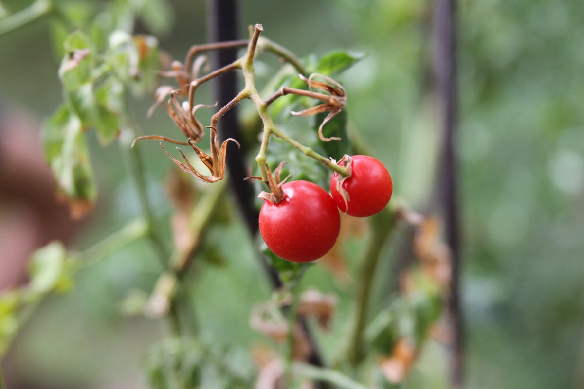 🍃 Nurturing Nature, Nurturing Lives 🌱💖

🌱🌍 Join us at <a href="/fundasalvaterra/">SalvaTerra</a> as we dig deep to reconnect with our roots. 🌾 
Through community gardens and educational programs, we're fostering a deeper appreciation for the earth and each other. 🤝💚
