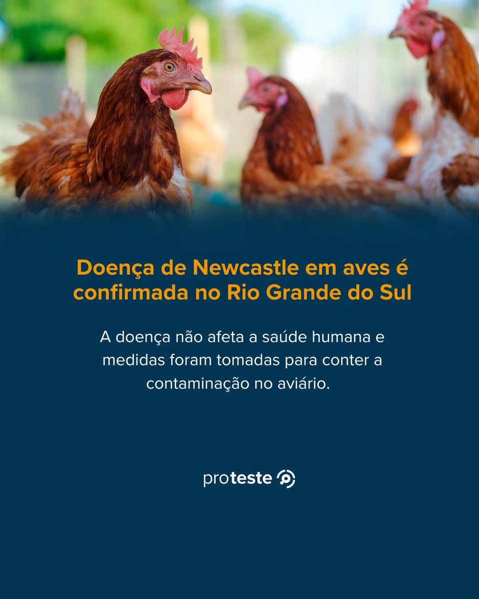 proteste's tweet image. A doença viral de Newcastle afeta aves e pode gerar desde problemas respiratórios até à morte dos animais. A confirmação do caso em um aviário no Rio Grande do Sul levanta dúvidas em relação a segurança alimentar.
#consumo #frango #doençadenewcastle #segurançaalimentar