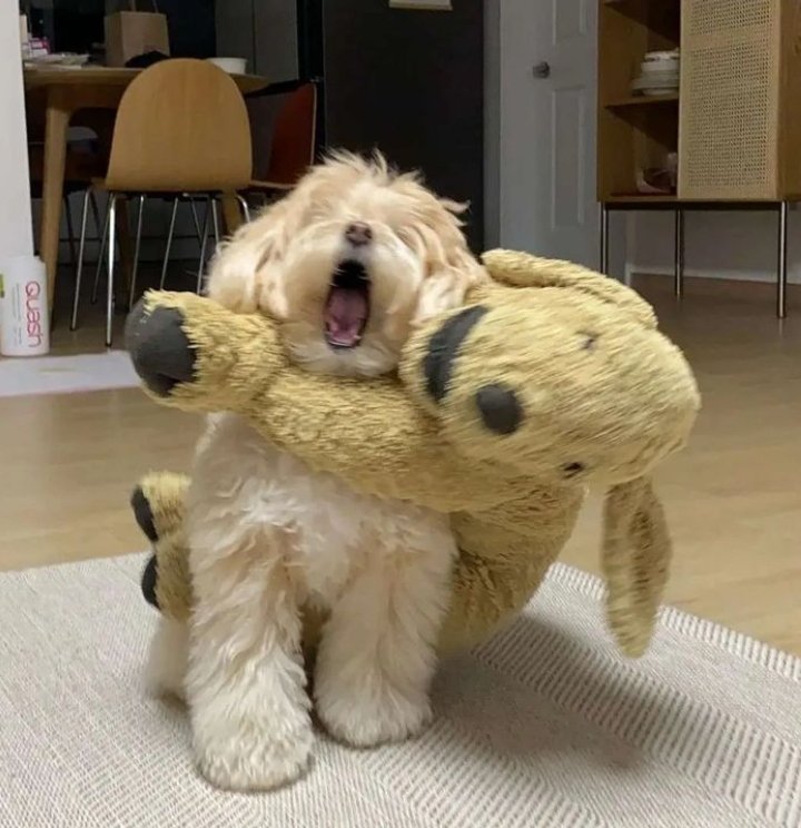 twaniimals's tweet photo. 🤎 https://t.co/WbNEN9vQE9