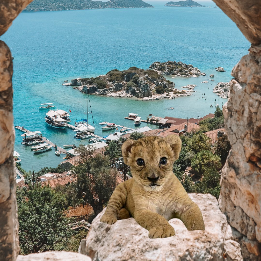 WillyCoinSOLXyz's tweet photo. the king of the solana jungle $WILLY https://t.co/Lf0Pt2lAgb