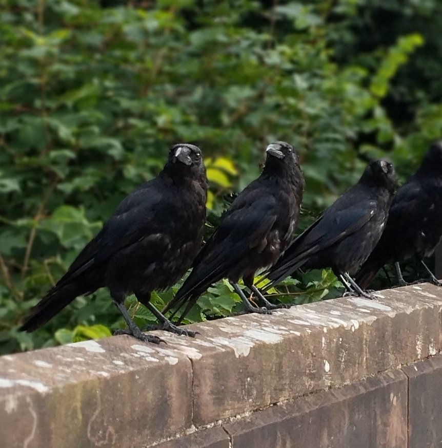 Carrion#crows at my local park in #Glasgow