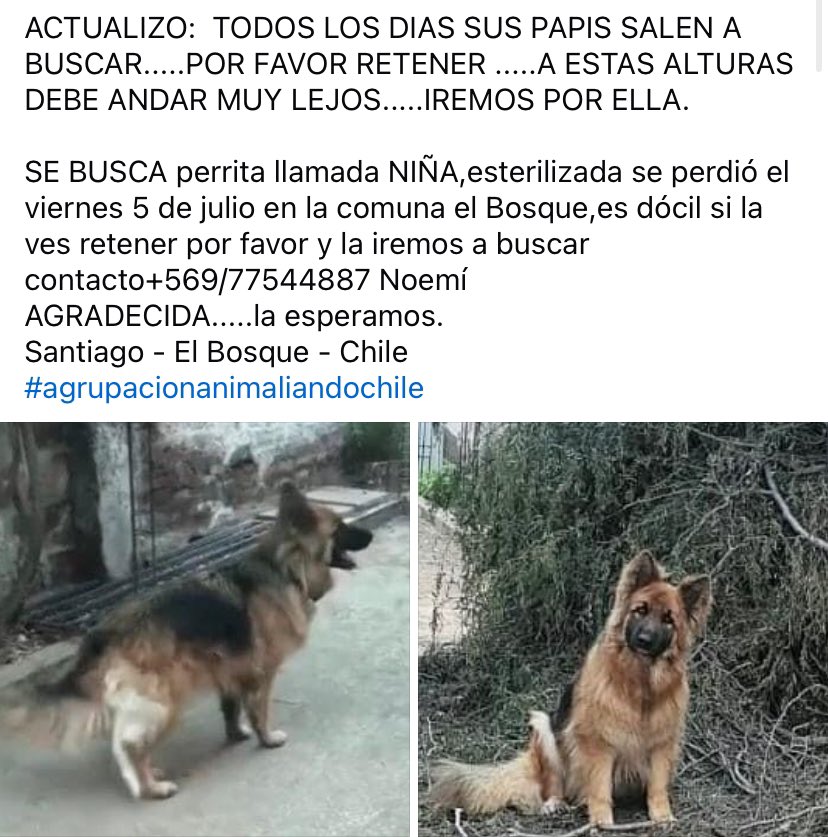 Sayenh_h's tweet photo. Difundir por favor 🙏 @urrutia_sonia @PerrosPlazaHuem @carolinapinoc @BlanquitaMontt https://t.co/0VEjvLiJcs
