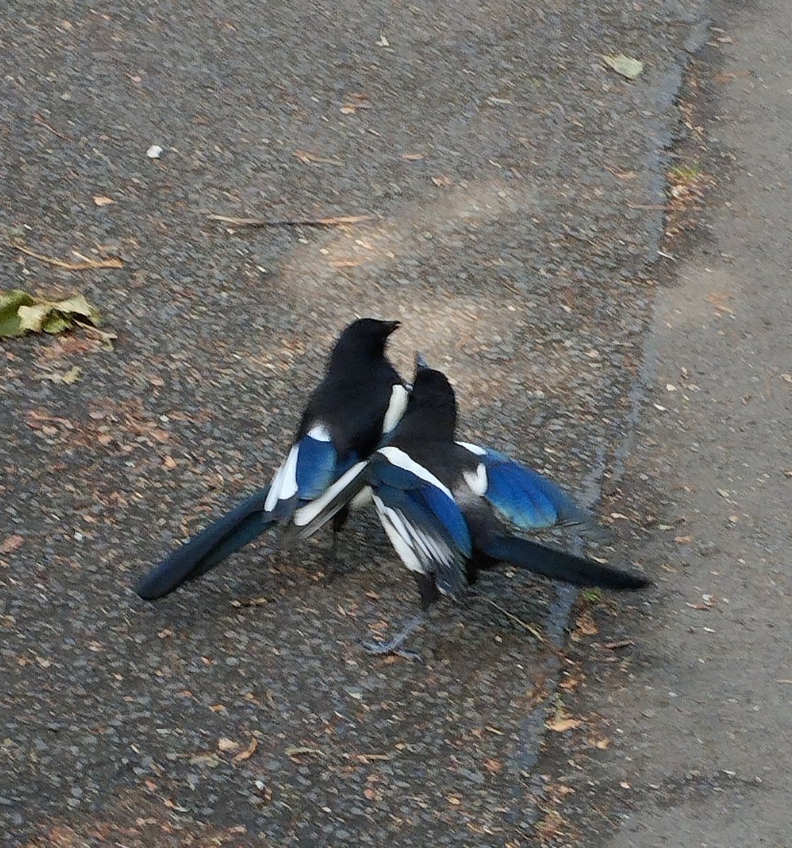 #magpies at my local #park in #glasgow #corvids #fledgling and parent