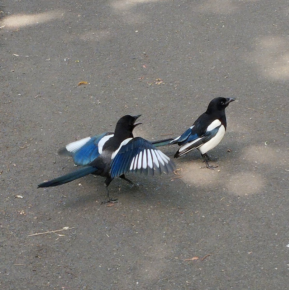 Luciededelft's tweet photo. #magpies at my local #park in #glasgow #corvids #fledgling and parent https://t.co/zMgvbmCjmk