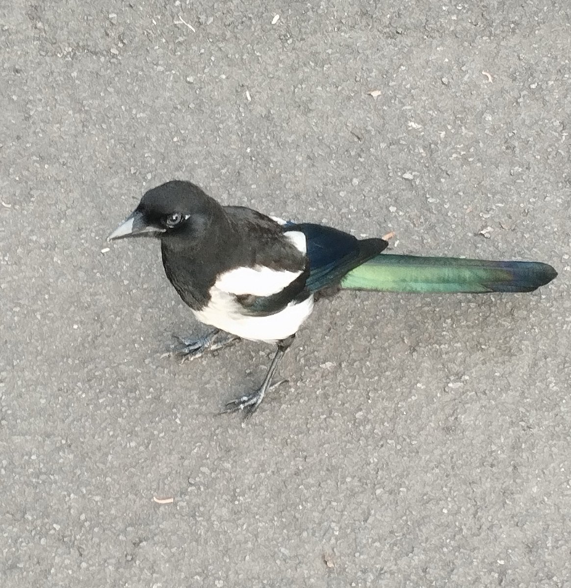 Luciededelft's tweet photo. #magpies at my local #park in #glasgow #corvids #fledgling and parent https://t.co/zMgvbmCjmk