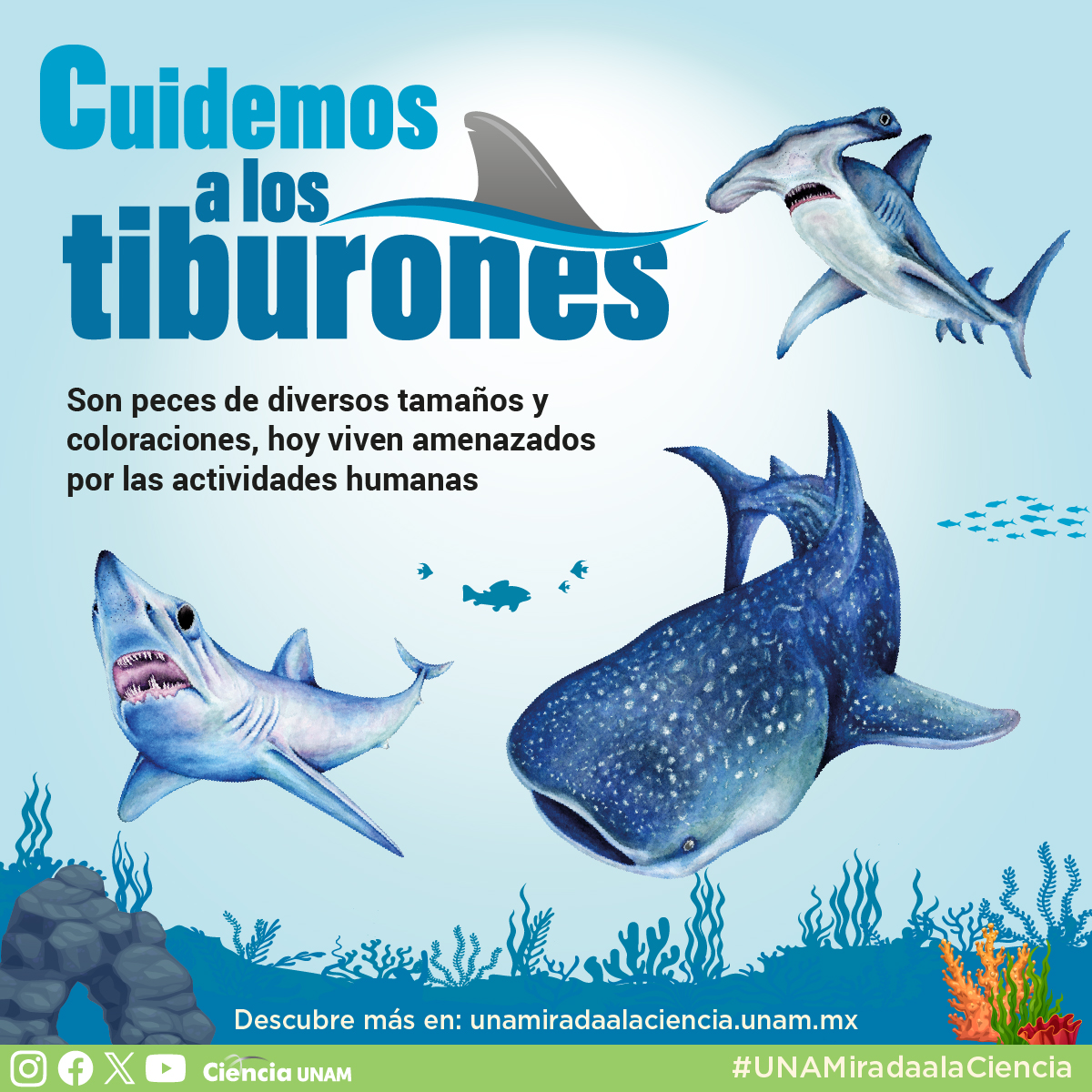 En el cartel del mes de #UNAMiradaalaCiencia te invitamos a cuidar a los tiburones. Te contamos más sobre ellos, sus mitos y los peligros que corren: bit.ly/3L87FcD