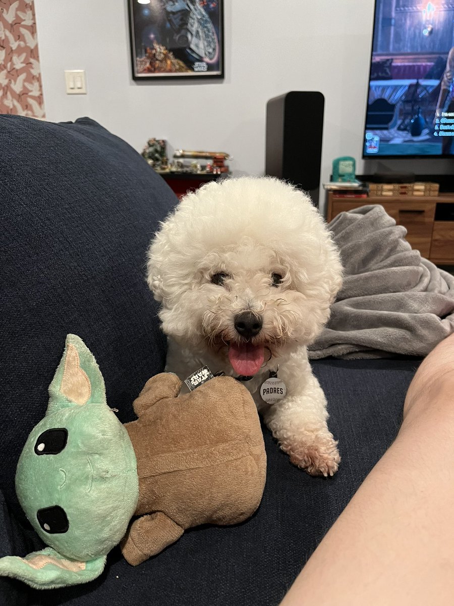 Here’s a picture of lil’ Hera to soften the news that I’ve been laid off from the gig that’s been keeping me afloat this year. If you have any job opps for a great writer &amp; spreadsheets wizard, give me a holler. WFH preferred because how could I possibly leave this stupid face?