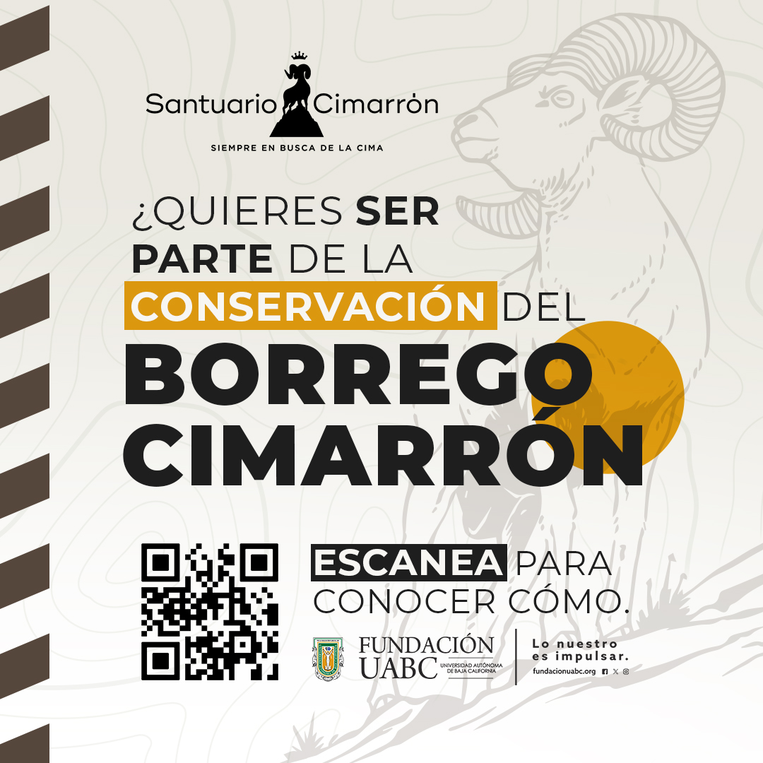 FundacionUABC's tweet photo. 🐏Únete a la protección del borrego cimarrón💚🌿
Únete a nosotros en la protección de esta especie emblemática. Escanea el código y descubre cómo puedes ayudar a preservar su hábitat y futuro 📲✨
#ConservaciónBorregoCimarrón #FUABC https://t.co/8Vro6NmvRZ