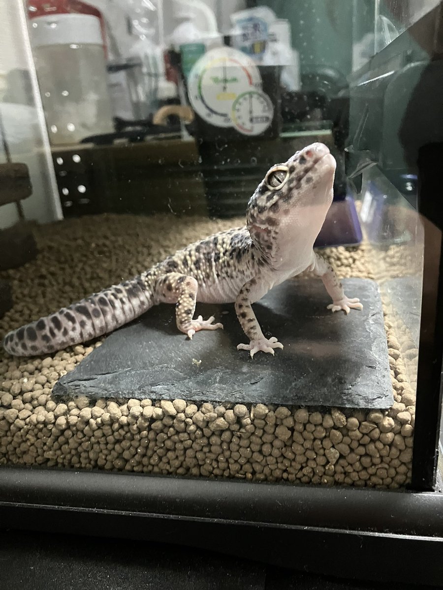 leopa_weiss's tweet photo. あ、脱皮じゃなかったのね(▭-▭)
クロコL4匹お召し上がりー
🦗🦗🦗🦗
出張行ってきます🙋‍♂️

ｼﾛｶｯﾀﾉﾊｷﾉｾｲ•́ω•̀)?
 #ヒョウモントカゲモドキ 
 #レオパ 
 #爬虫類好きさんと繋がりたい https://t.co/TOc06ah4Qp