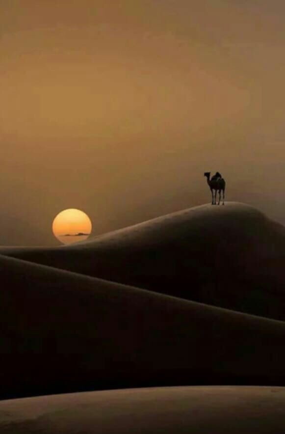 RAlbaidhani's tweet photo. #قوافي_الكَلِم 

أضيئوا بالحب قلوبكم
                        إن القلوب حين تحب تضاء
وقولوا لمن تحبوا سلاماً 
                        فقول المحب للمحب شفاء
الناس موتى في هجرهم
                      وأهل المحبة في حبهم احياء
#ابن_الفارض 
من شعراء العصر الأيوبي https://t.co/B1xrWnwnlb
