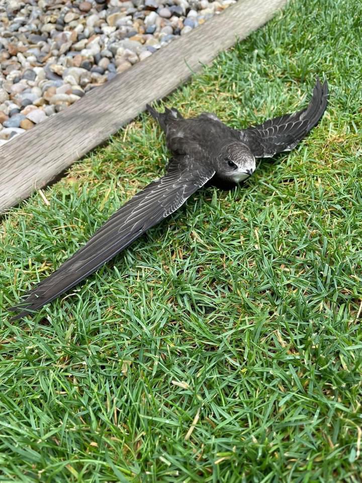 Retweet ❗️

This is a Swift. sometimes they can end up on the ground. This is where they need YOUR help! 

Swifts arrive back to the UK from April/May to nest. 🪺 (A THREAD)