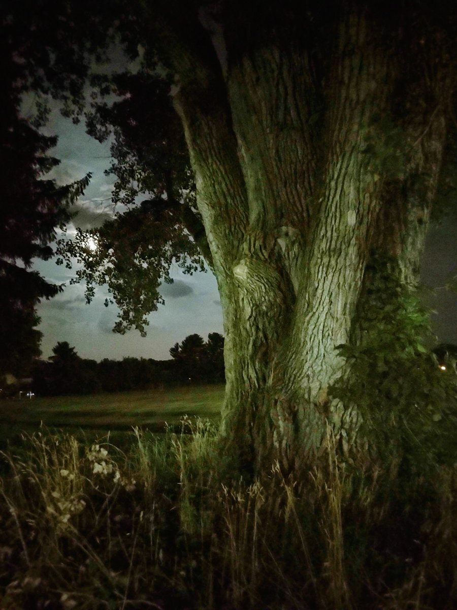 bugsaregreat's tweet photo. #thicktrunktuesday this linden tree is Enormous! https://t.co/cBU8Oq8LYV