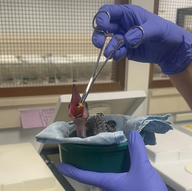 WildlifeRehab's tweet photo. American Crows are some of the most intelligent birds in the world. From creating and using tools to remembering human faces, these clever, opportunistic omnivores are a favorite among our staff. Visit https://t.co/Wmfm6B2tGX to learn more. #AmericanCrows #WildlifeRehabilitation https://t.co/igsk8yVqHu
