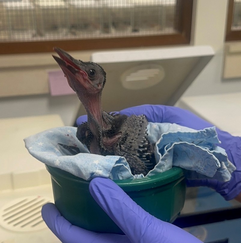 WildlifeRehab's tweet photo. American Crows are some of the most intelligent birds in the world. From creating and using tools to remembering human faces, these clever, opportunistic omnivores are a favorite among our staff. Visit https://t.co/Wmfm6B2tGX to learn more. #AmericanCrows #WildlifeRehabilitation https://t.co/igsk8yVqHu