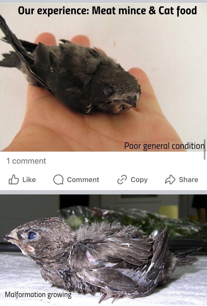 ‼️NEVER try and take care of a swift yourself. Swifts need specialist diet and supplements. They also sometimes require force feeding and their beaks can be damaged easily. 

Without the right diet they can also have feather issues and can be in a bad state. find your local carer