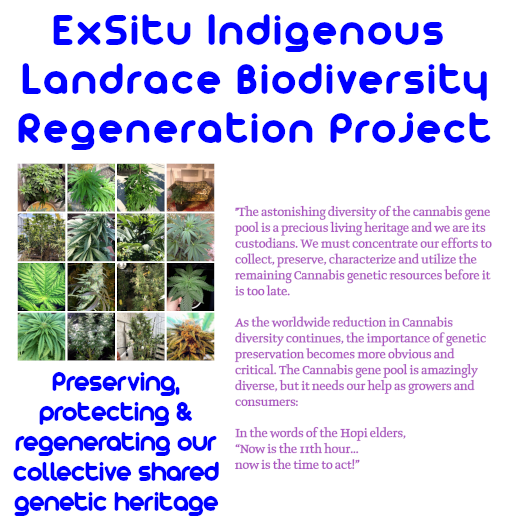 MotorCitySeeds's tweet photo. EXSITU #LANDRACE BIODIVERSITY REGENERATION PROJECT = Up &amp; Running!⚡️💦🌱Reversing genetic erosion &amp; restoring #biodiversity of global #cannabis gene pool @ https://t.co/aJ6niwo4RV #TheFutureIsRegenerative #organic #homegrown #cannabisculture #permaculture #cannafam #420 #growlove https://t.co/cMzOvhMJEK