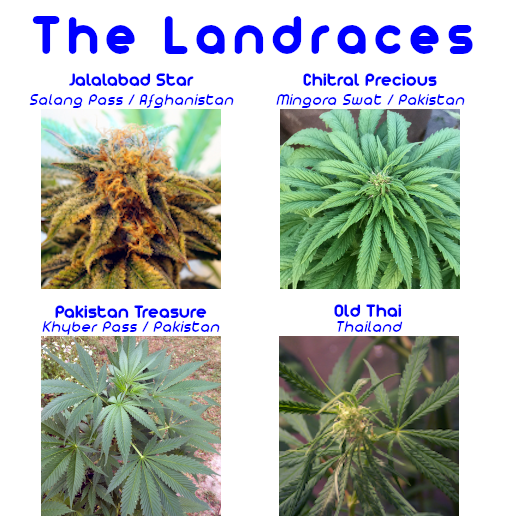 MotorCitySeeds's tweet photo. EXSITU #LANDRACE BIODIVERSITY REGENERATION PROJECT = Up &amp; Running!⚡️💦🌱Reversing genetic erosion &amp; restoring #biodiversity of global #cannabis gene pool @ https://t.co/aJ6niwo4RV #TheFutureIsRegenerative #organic #homegrown #cannabisculture #permaculture #cannafam #420 #growlove https://t.co/cMzOvhMJEK