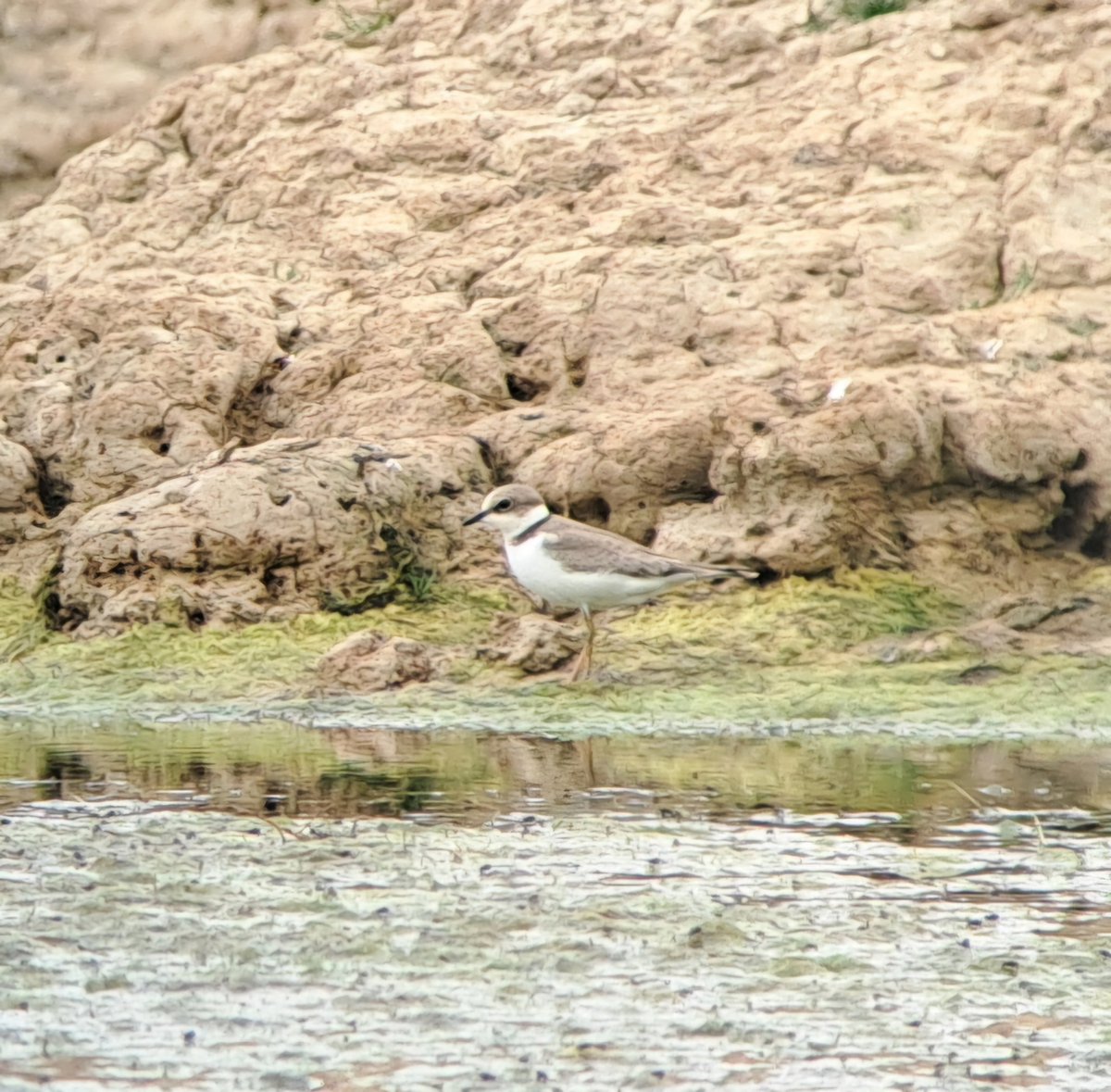 NickPope1525's tweet photo. Lovely to see the ad. wood sandpiper at Cuckmere Haven this afternoon as reported by Tim Squires plus 3 juv LRPs and an adult black-t Godwit and a resplendent female adder basking on an ant hill. https://t.co/vbOqW3GYB3