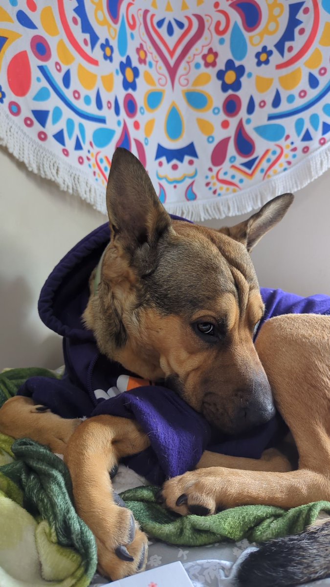 Scooby is casually looking for his <a href="/FedEx/">FedEx</a> brand deal