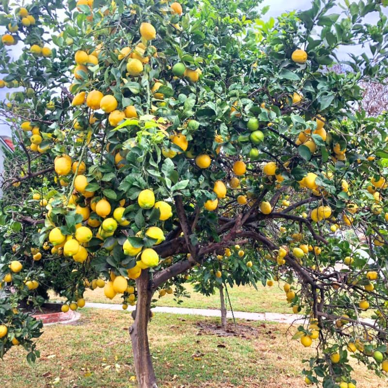 Hank Farrell tweet media