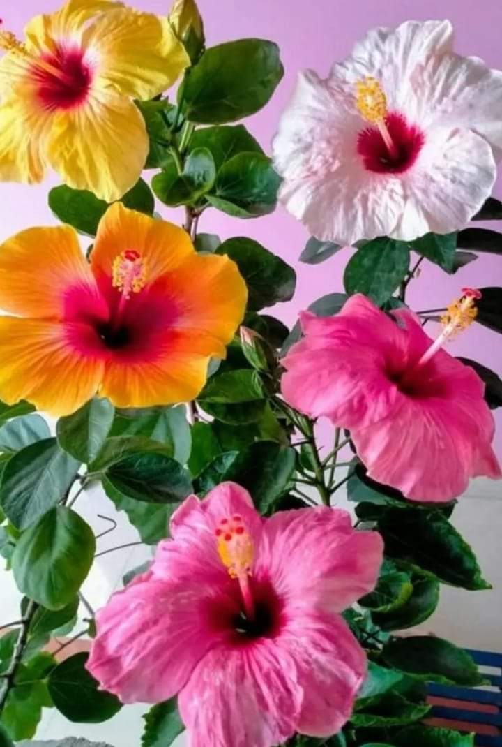 ئەگەر مەجالت هەبوو سەرێک بدە
لەشەخسیات بزانە ماوە،،،،،،،،،.،،،،،،،،،،،،،