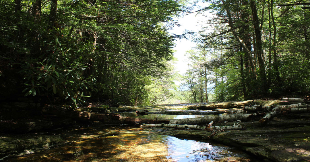 Riverkeeper’s habitat restoration team has snapped some lovely recent photos of the watershed 📸 We have so many natural wonders right here in our backyard that deserve appreciation, protection, and restoration. It’s always worth stopping and smelling the mountain laurels 💮
