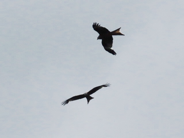 KevinIngleby1's tweet photo. Red Kite bonanza travelling to Stranraer last week on a family holiday: 25-30 birds between Dalvine>Penpont>Moniavewith over 12 in one field. https://t.co/kmsxJrasOG